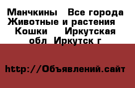 Манчкины - Все города Животные и растения » Кошки   . Иркутская обл.,Иркутск г.